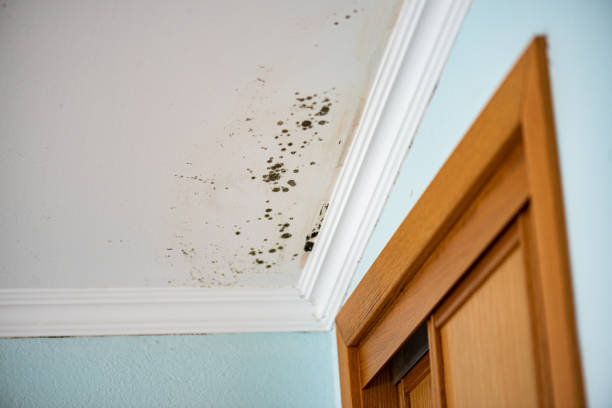 Best Commercial Mold Removal  in Mescal, AZ