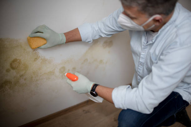 Mold Testing and Removal in Mescal, AZ