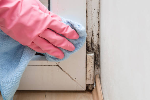 Best Best Mold Removal Companies  in Mescal, AZ