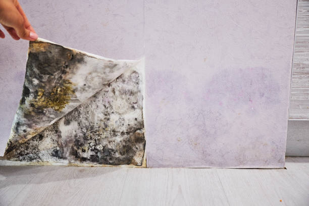 Reliable Mescal, AZ Mold Removal Solutions